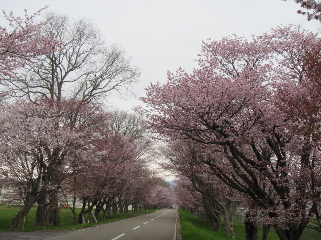 Yushun Sakura Road-浦河町必去景点