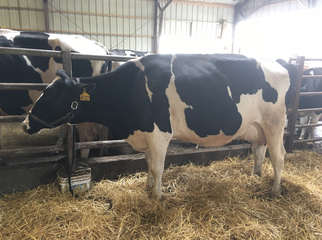 Shatto Dairy-Osborn必去景点