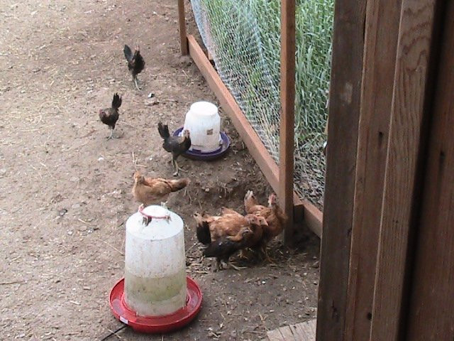 Celtic Creek Trading Company-德里格斯必去景点