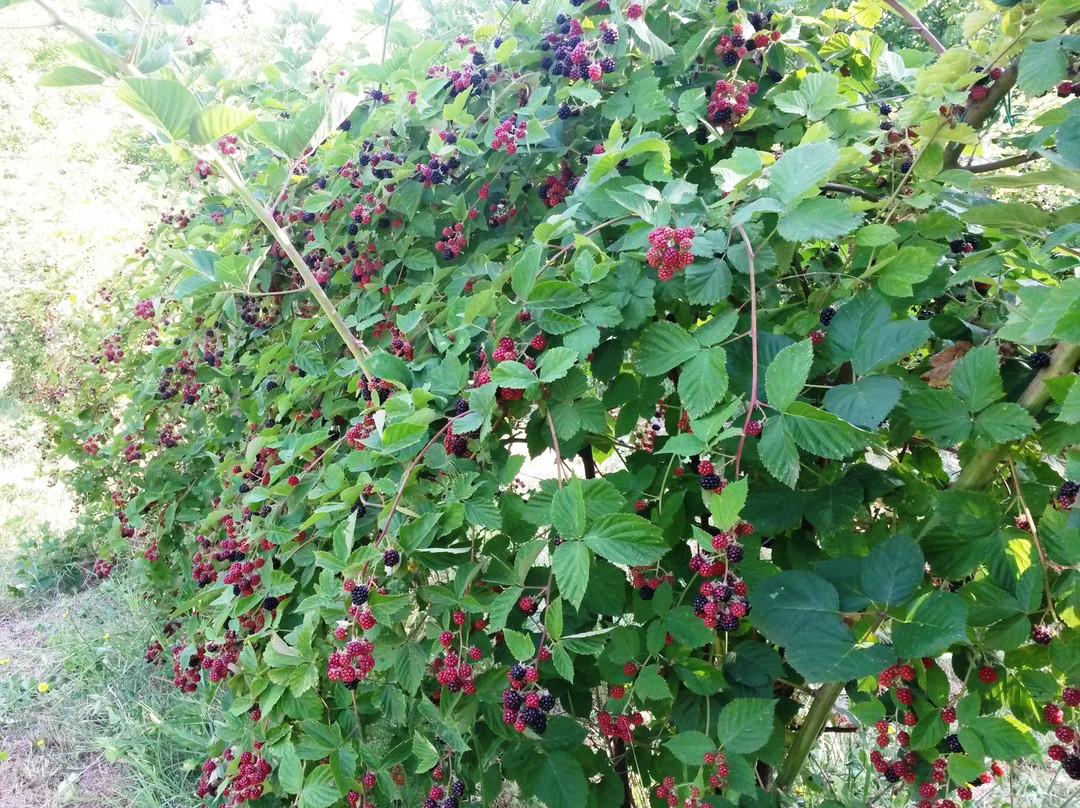 Agriturismo Stella e il Grillo主图