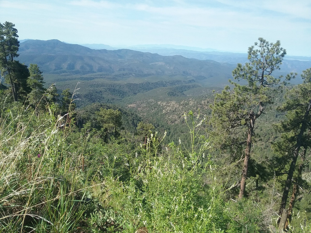 Apache-Sitgreaves National Forest-Springerville必去景点
