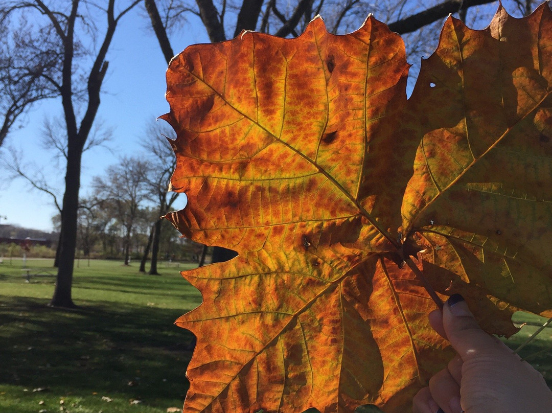 Gray's Lake Park景点图片