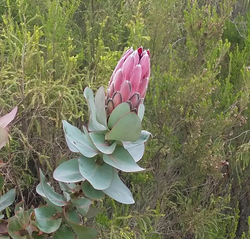 Van Stadens Wildflower Reserve-伊丽莎白港必去景点
