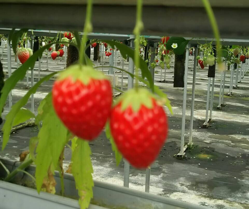 Izumikogawa Strawberry Farm-和泉市必去景点
