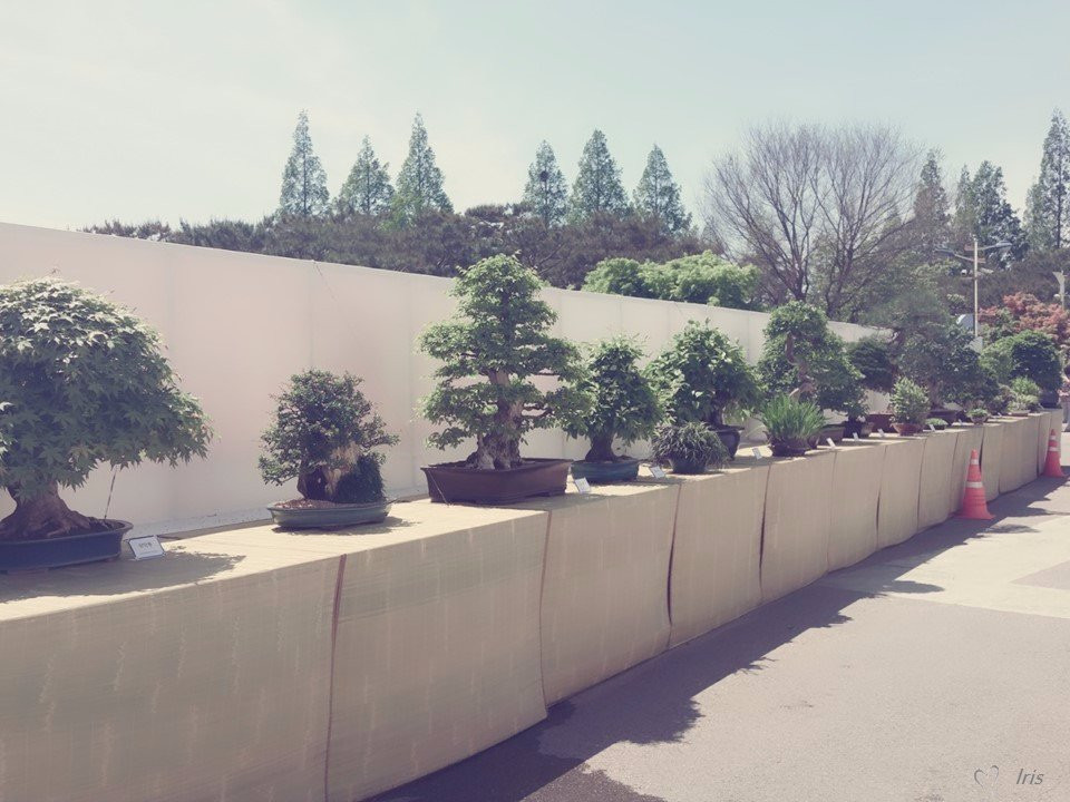 International Horticulture Goyang Korea-高阳市必去景点