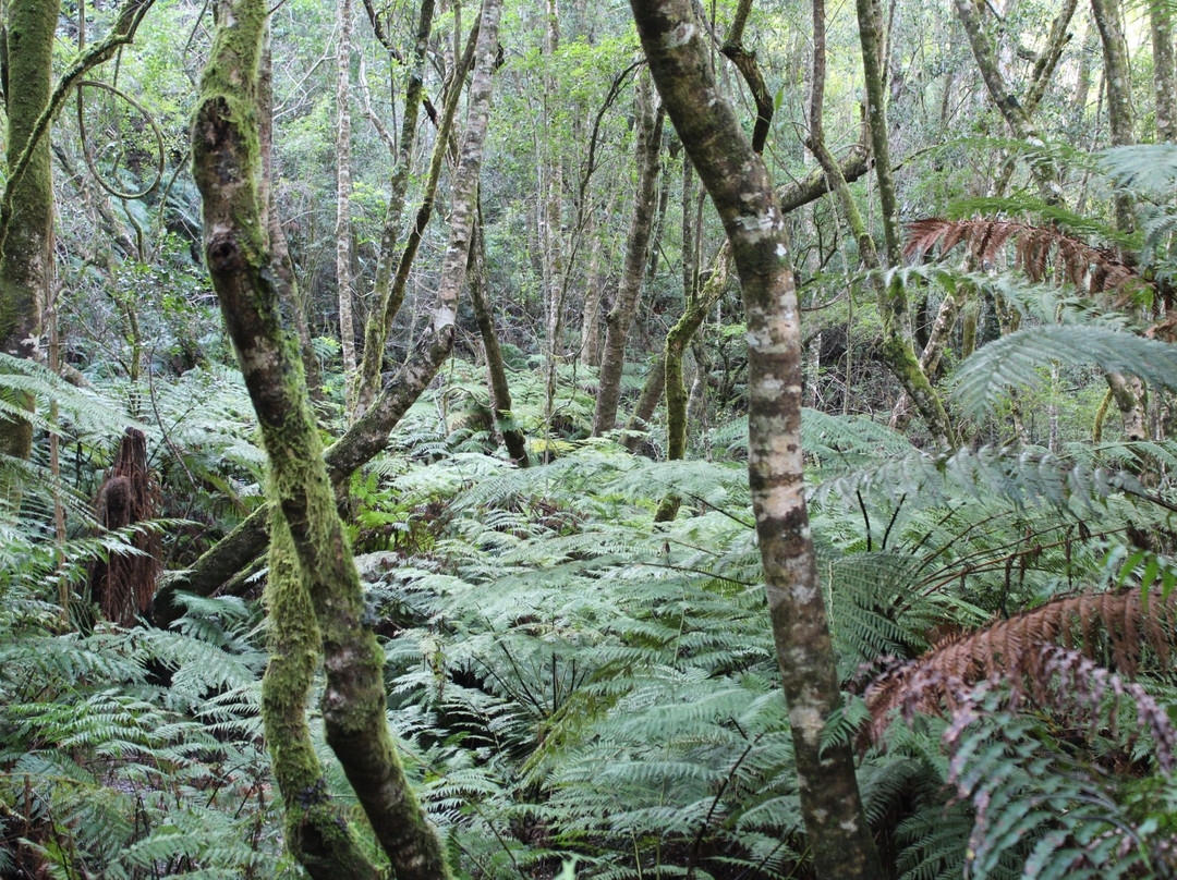 Secrets of Knysna Forest-哈克城必去景点