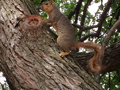 Nob Hill Greenbelt-卡罗尔顿必去景点