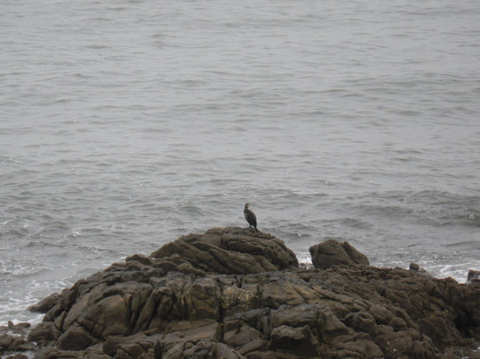 Résidence Pierre & Vacances la Corniche de la Plage主图