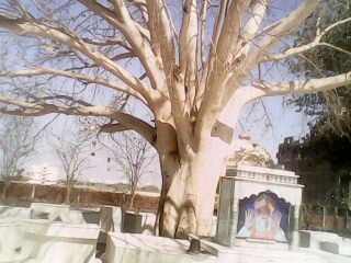 Asharamji Bapu Ashram景点图片