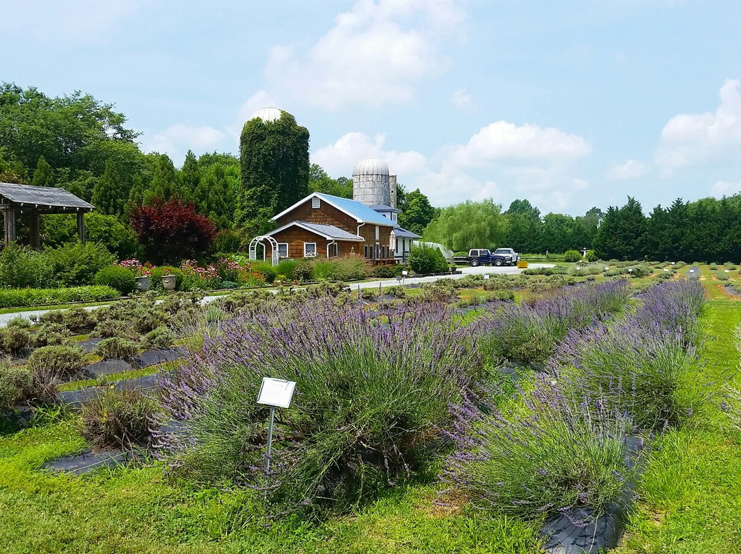 Lavender Fields Farm-Milton必去景点