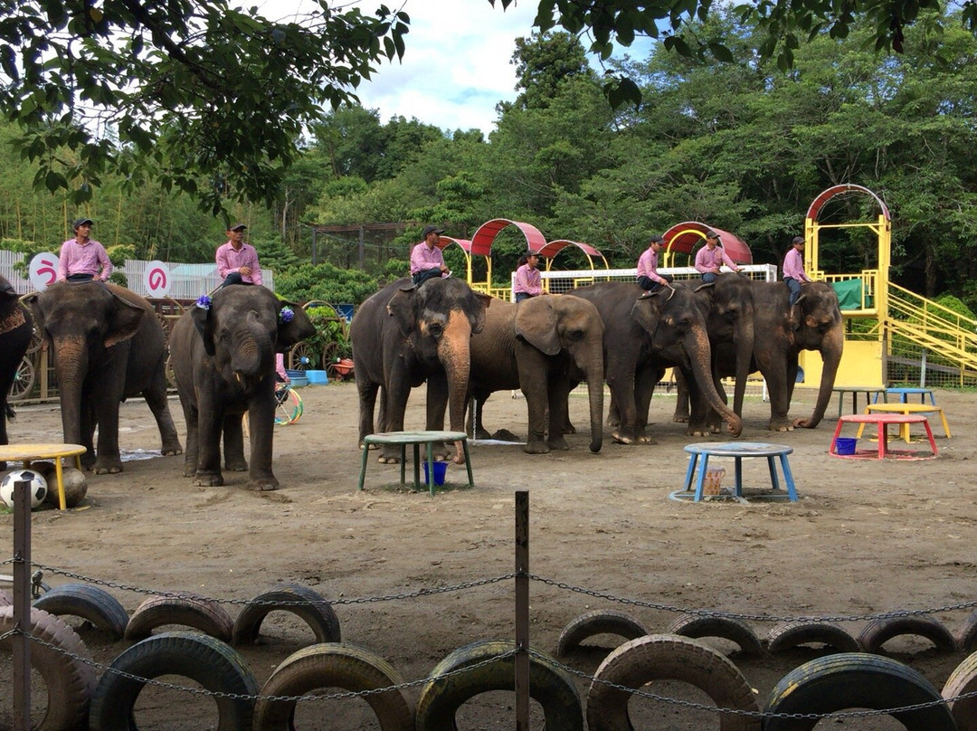 Ichihara Elephant Kingdom-市原市必去景点