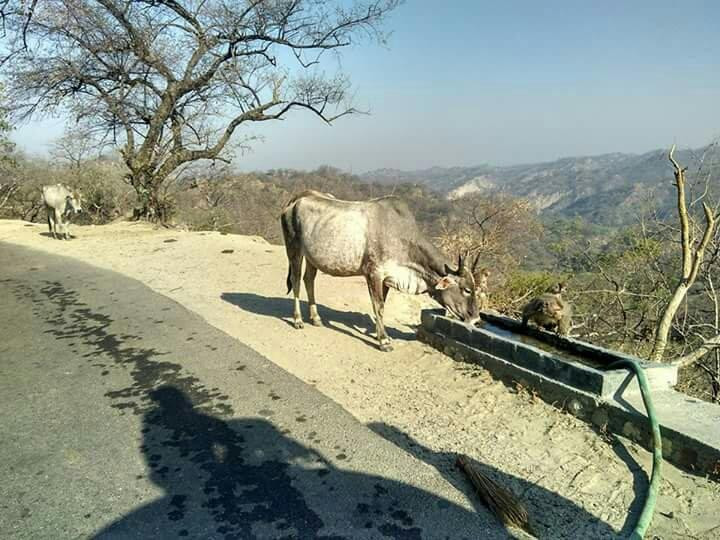 Takhni-Rehmapur Wildlife Sanctuary景点图片