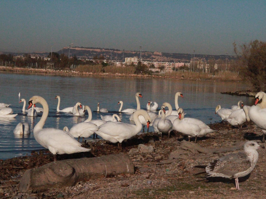Site naturel protege de l'etang de Bolmon
