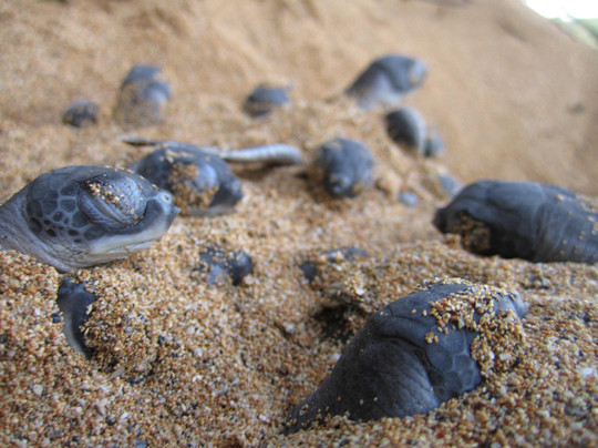 Museu do Mar e da Pesca Artesanal-Morro Peixe必去景点