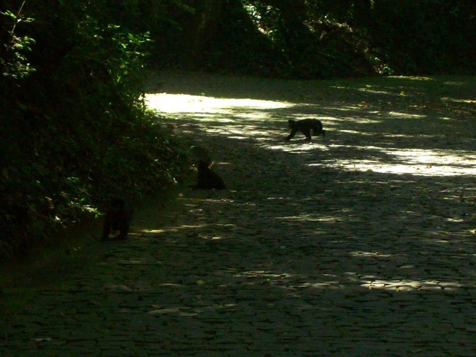 Parque Arthur Thomas-Londrina必去景点