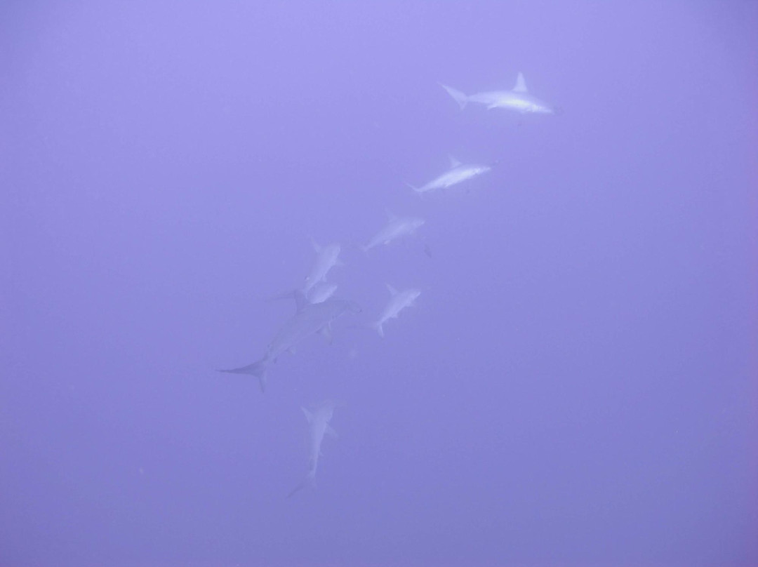 Daedalus Reef Lighthouse-红海和西奈半岛必去景点