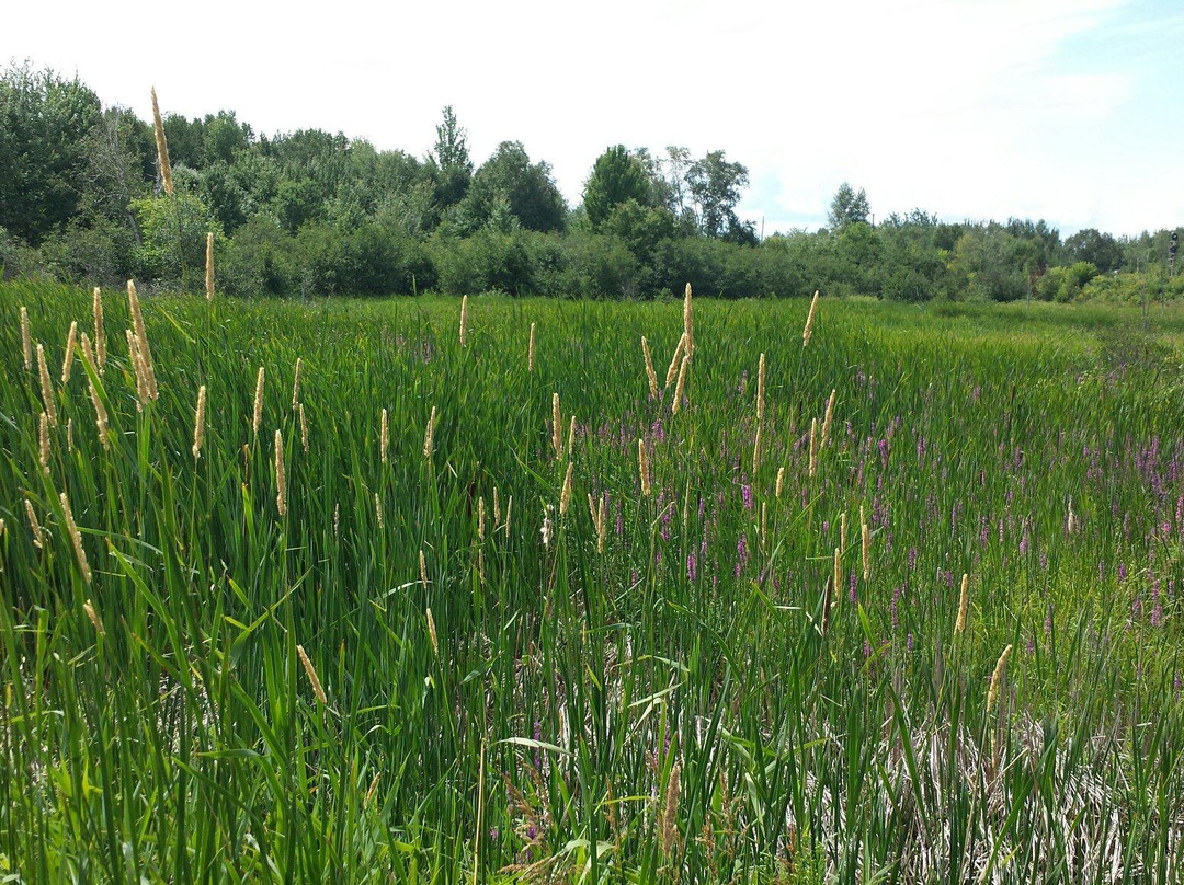 Laurier Woods Conservation Area-诺斯贝必去景点