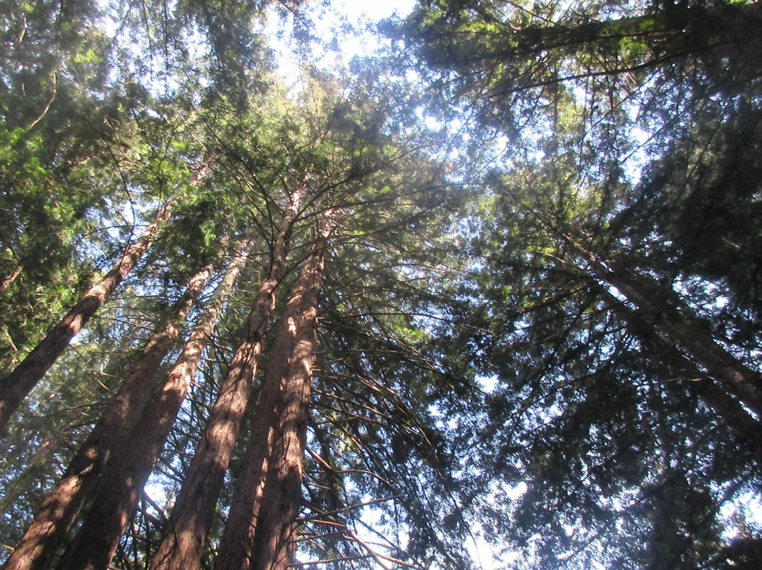 Oregon Redwood Trail-布鲁金斯必去景点