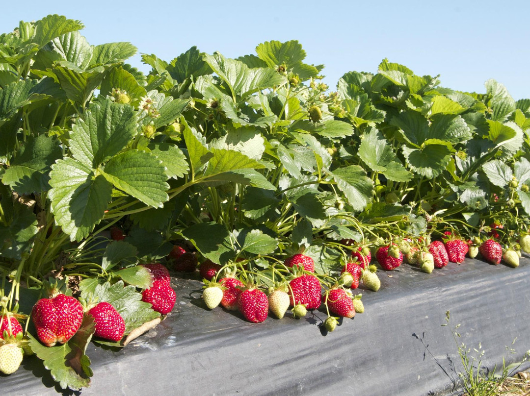 Washington Farms-Watkinsville必去景点