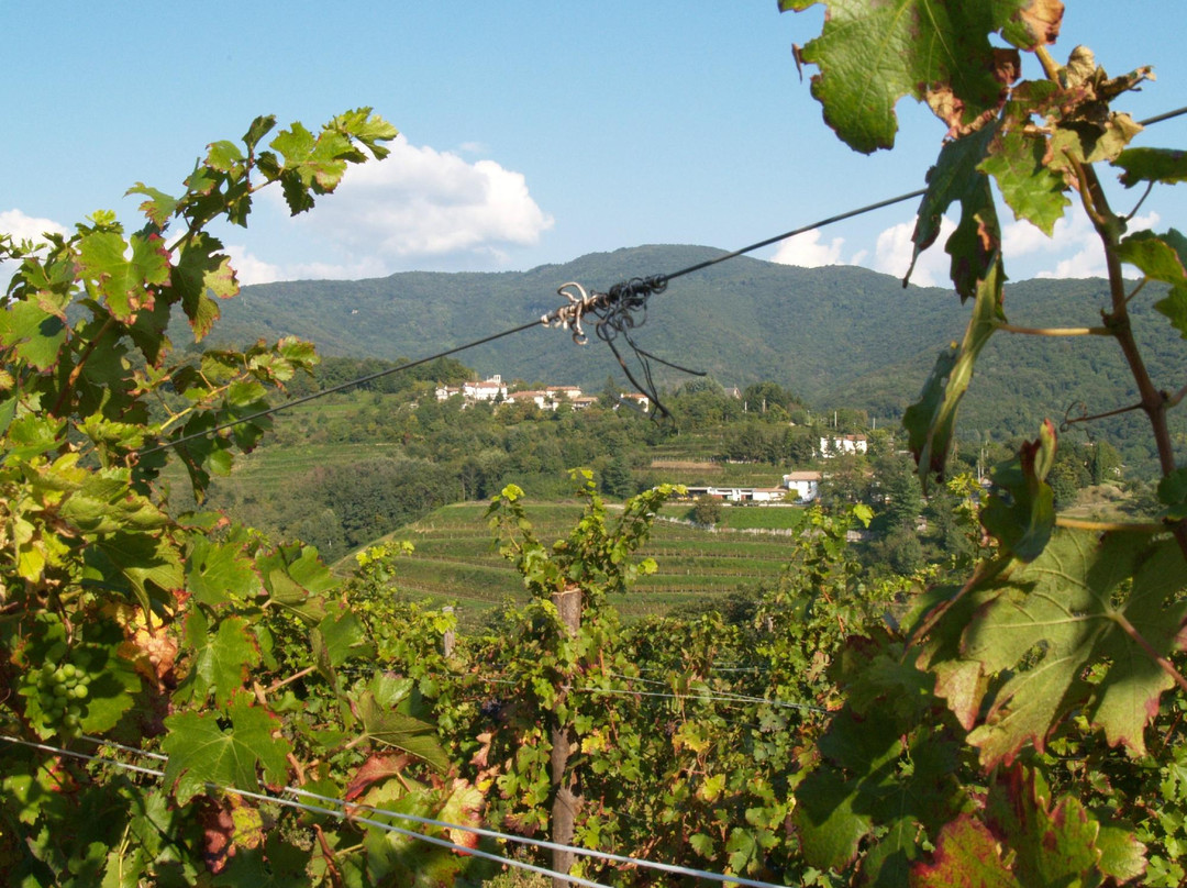 Azienda Agricola Ronchi Di Cialla景点图片
