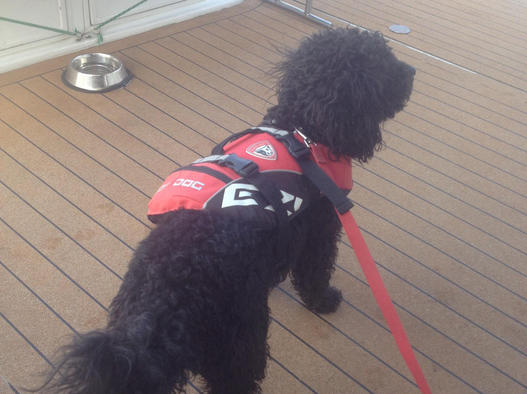 阿卡罗阿海豚观赏航行-阿卡罗阿必去景点