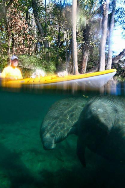 Crystal River Kayak Company-克里斯特尔里弗必去景点