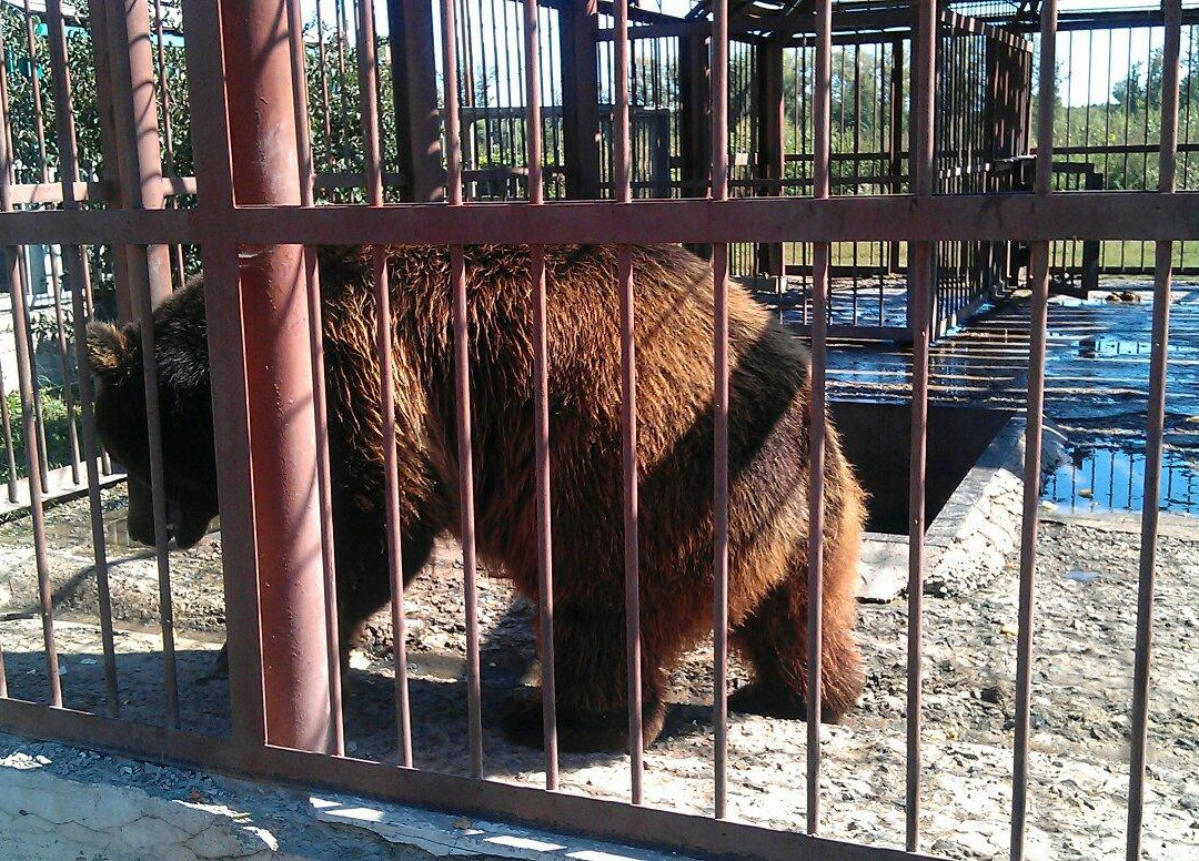 Starooskolsky Zoo