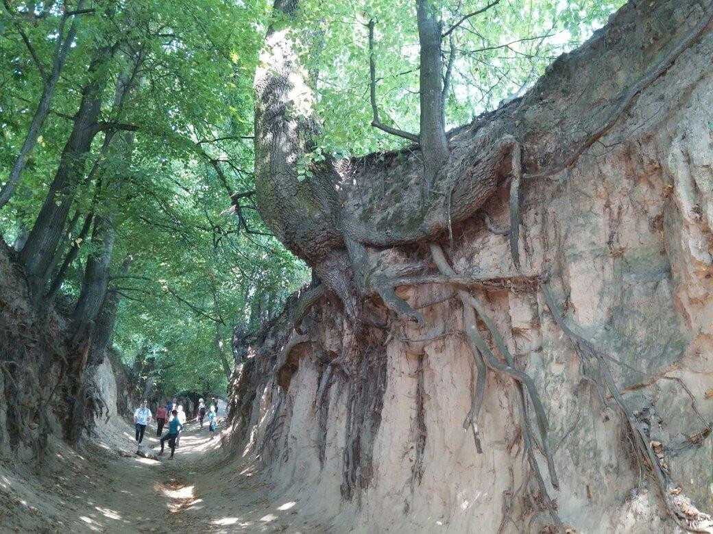 Korzeniowy Dol Gorge景点图片
