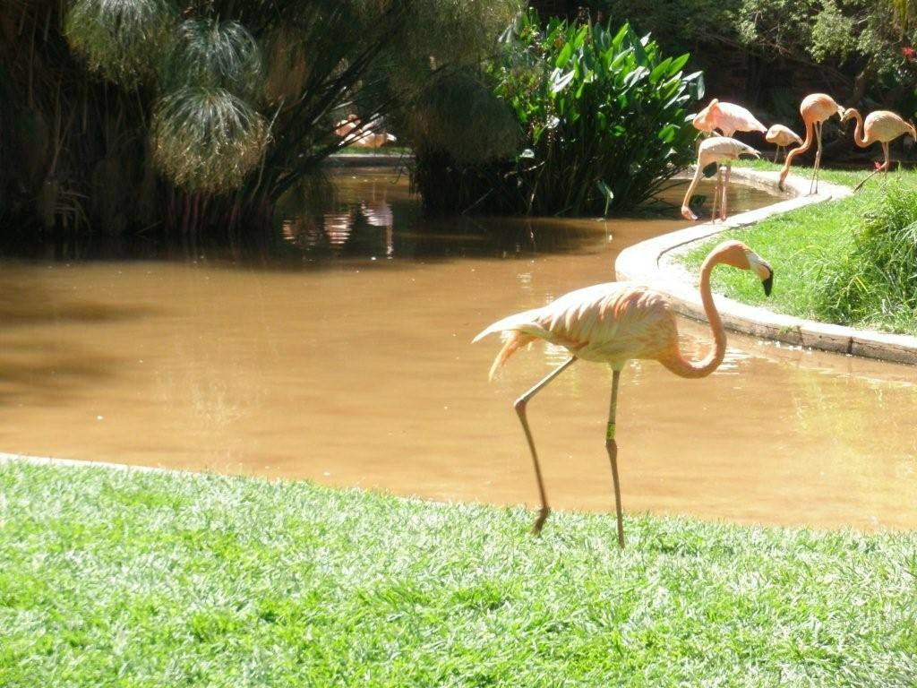 Bester Birds & Animals Zoo Park-比勒陀利亚必去景点