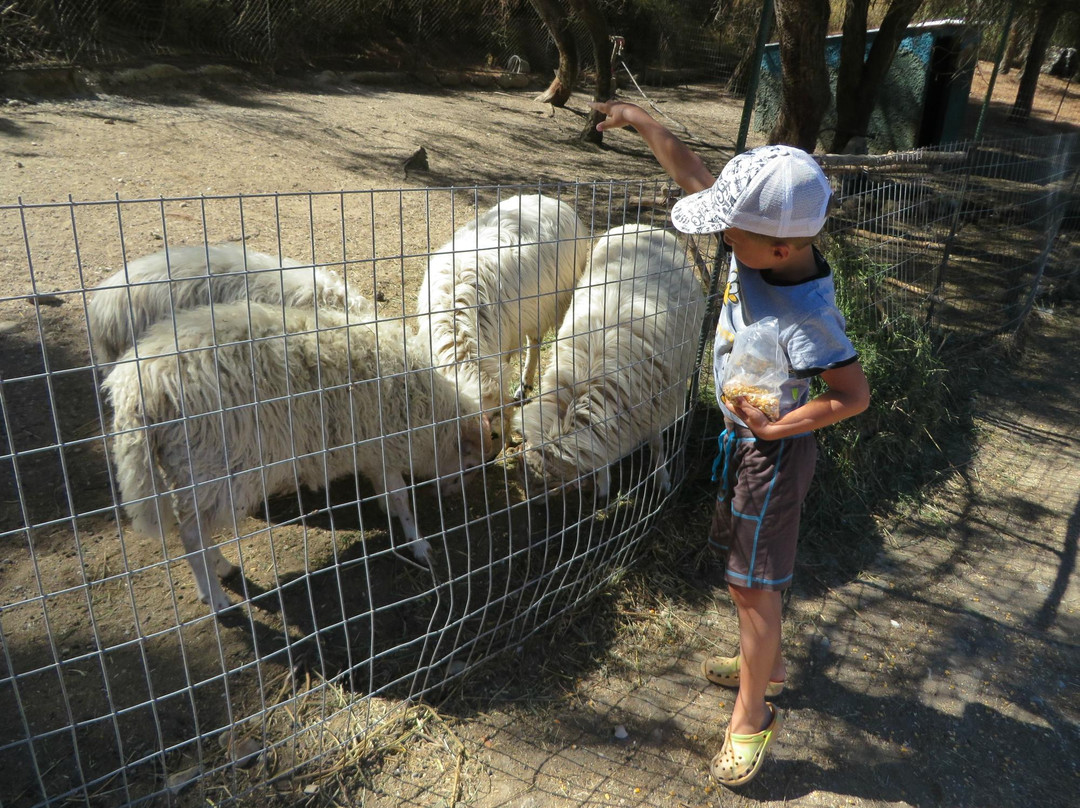 Farma of Rhodes Petting Zoo景点图片