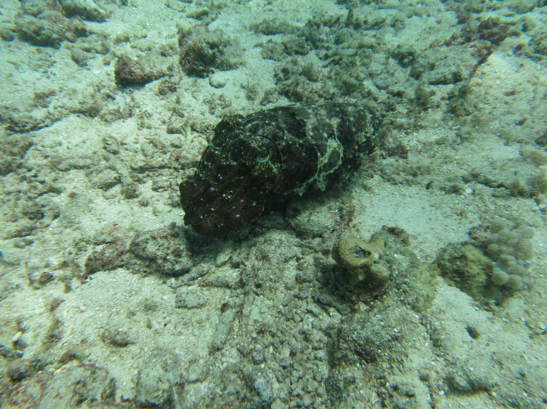 Pro Dive Cairns-凯恩斯必去景点