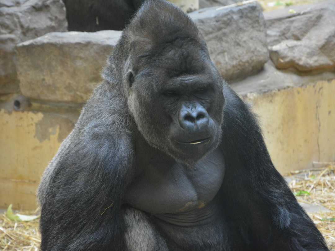 阿提斯动物园-阿姆斯特丹必去景点