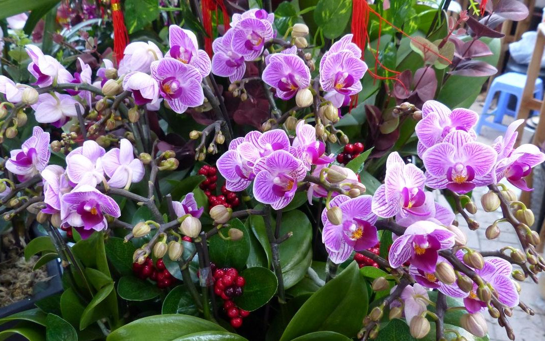 花墟道-香港必去景点