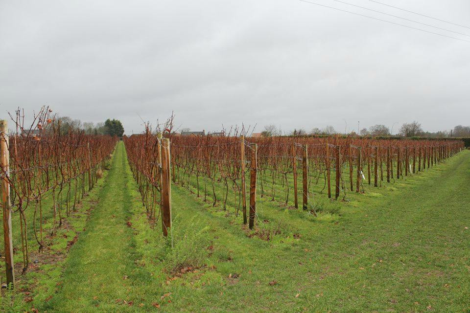 Winbirri Vineyards-诺威奇必去景点