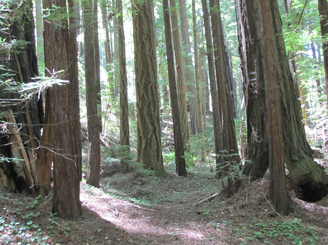 Butano State Park-佩斯卡德罗必去景点