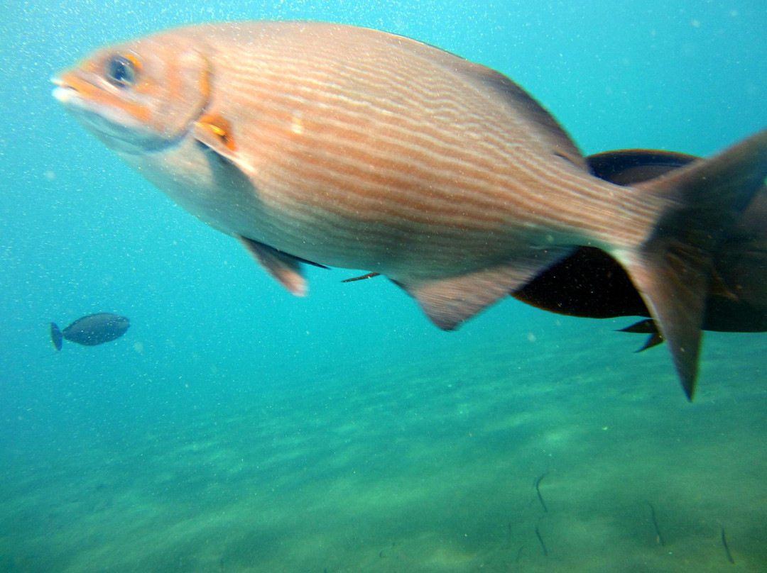 USS 自由号沉船-图兰本必去景点