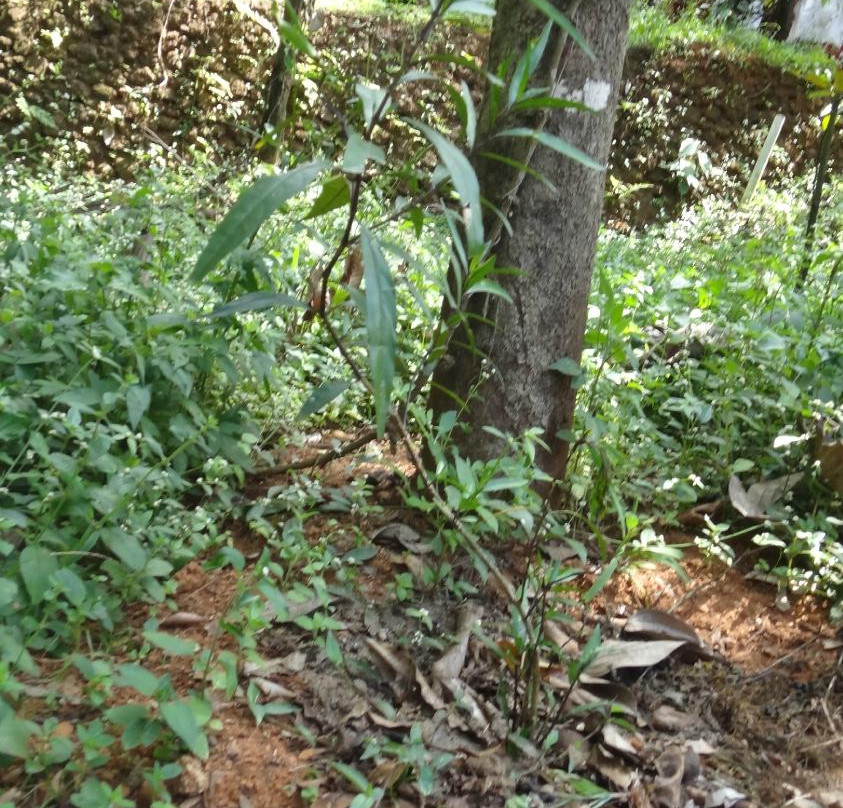 Hindustan Spices and Herbals景点图片