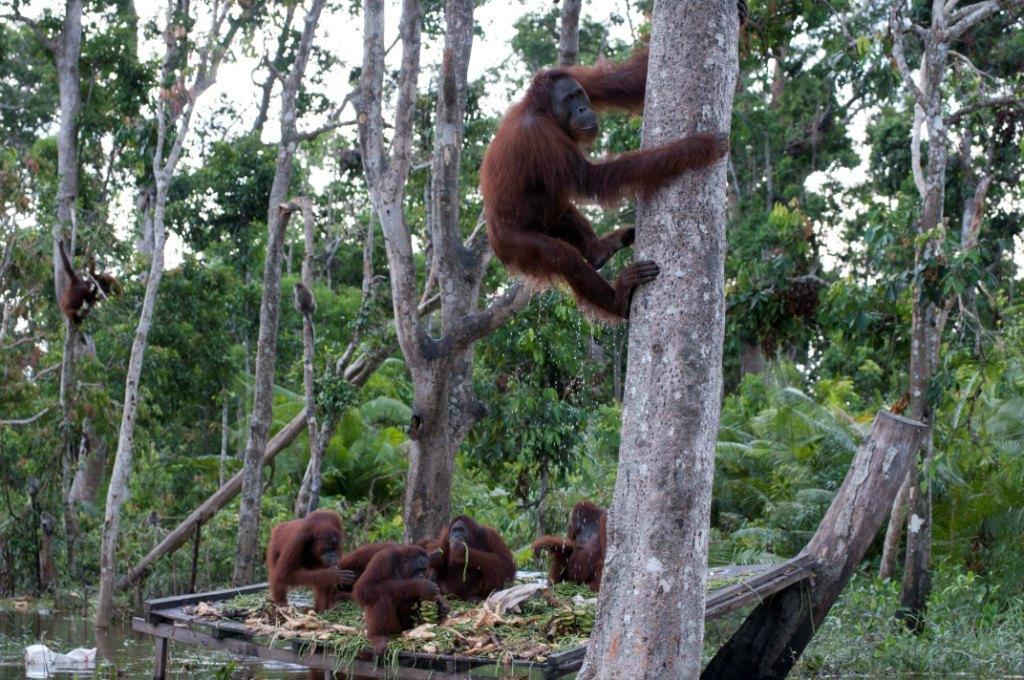 Tahai Lake-帕朗卡拉亚必去景点
