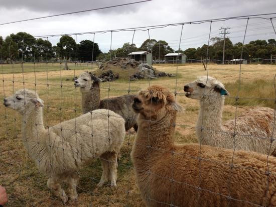 缪纳农场-墨尔本必去景点