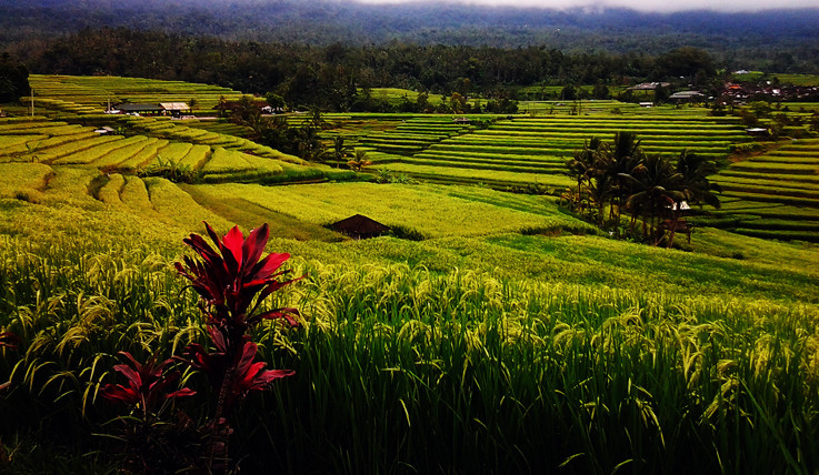 Bali Driver Gede-登巴萨必去景点