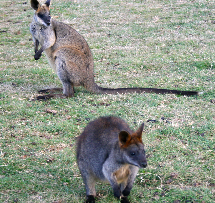 Bathurst Sheep and Cattle Show-巴瑟斯特必去景点