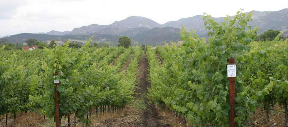 Pina Winery景点图片