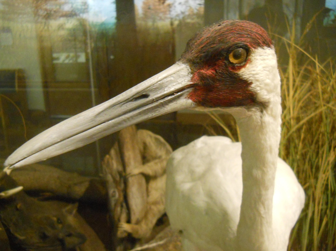 Biodiversity Institute and Natural History Museum-劳伦斯必去景点