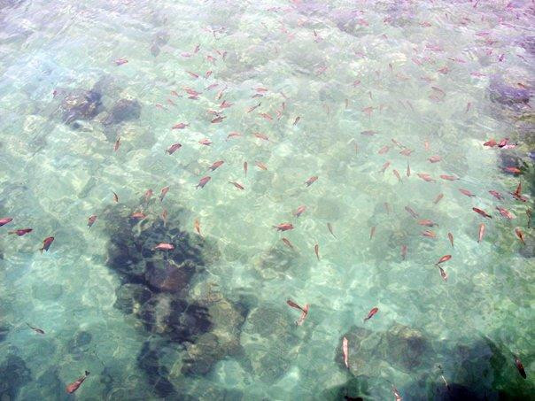 东姑阿都拉曼海洋公园景点图片