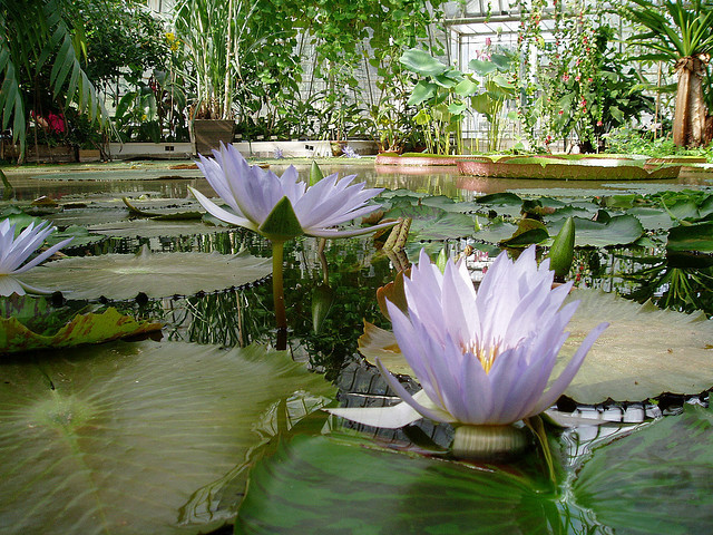 Danderyd旅游景点-Bergius Botanic Garden