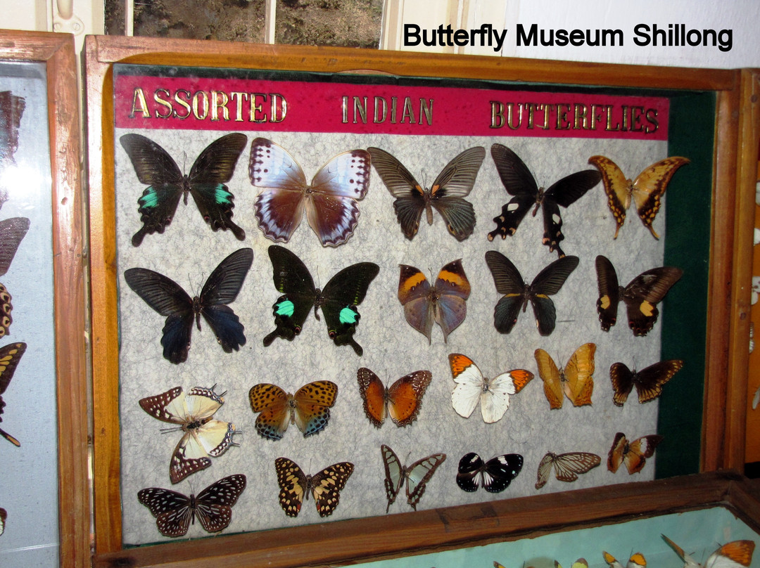 Wankhar Entomology Museum景点图片