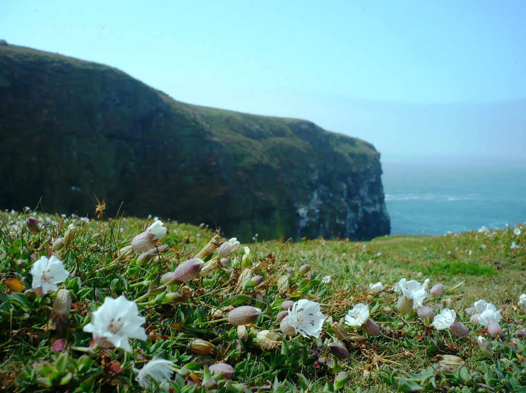 Skomer Island景点图片