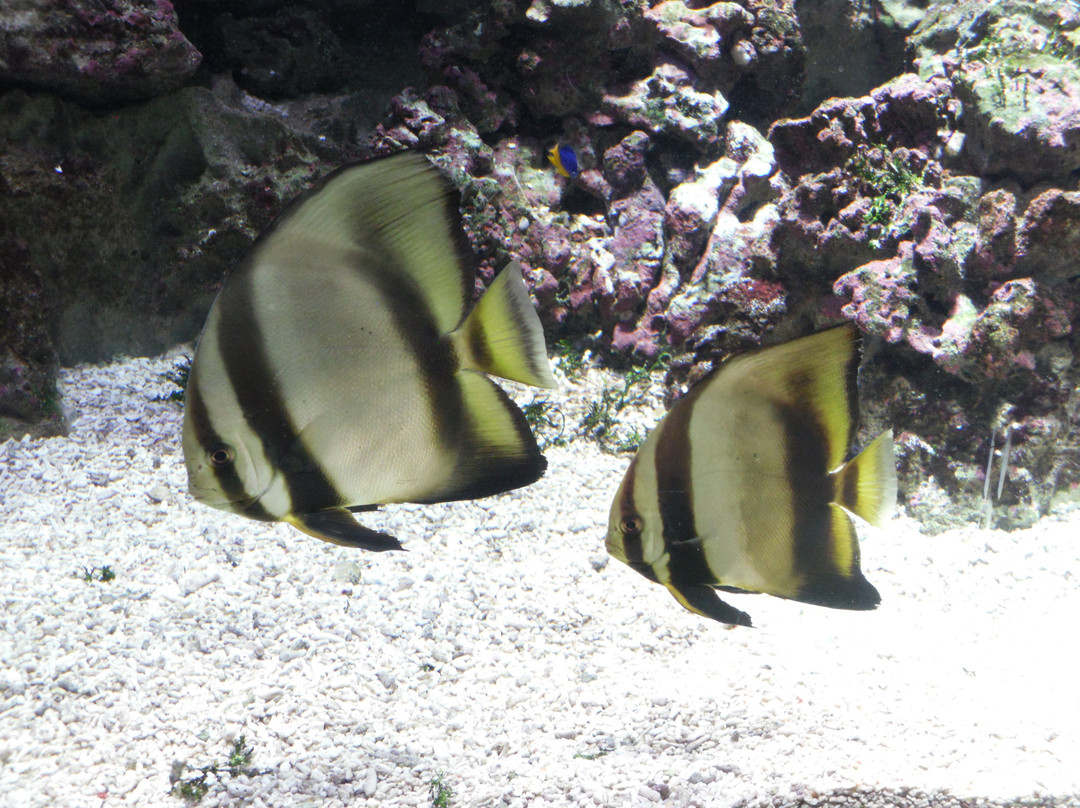 Acquario Di Livorno景点图片