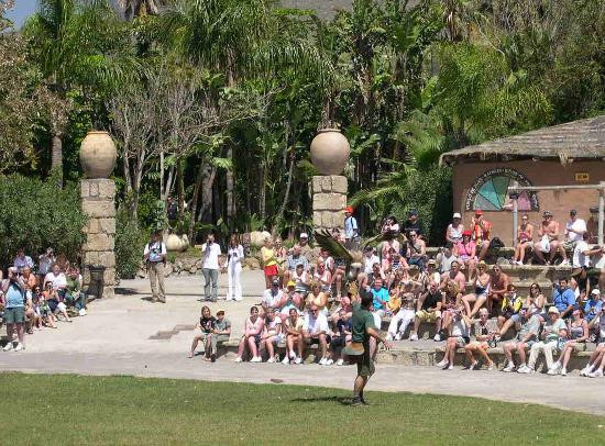 Parque Ecologico Las Aguilas del Teide-特纳里夫必去景点