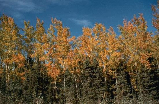 Crescent Lake Hiking Trail-Cooper Landing必去景点